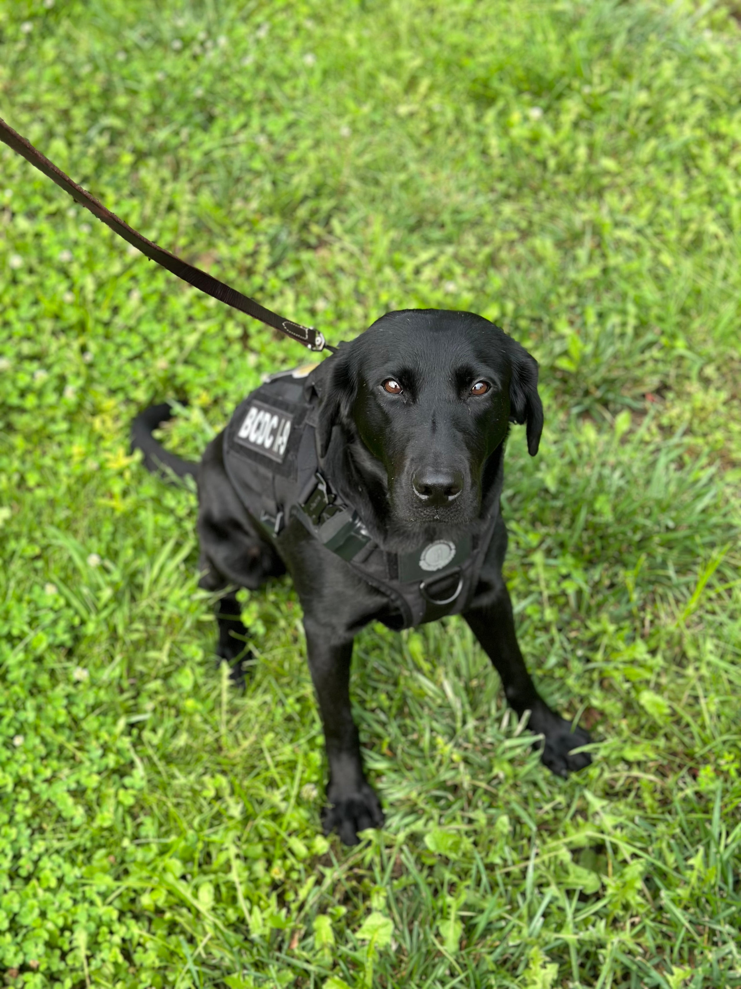 K9 Indy Bullitt County Detention Center KY Protection4Paws, Inc